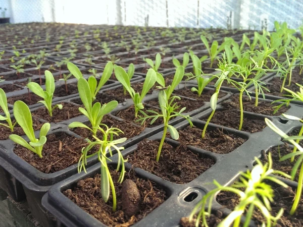 seedlings oldmeldrum Gardener Aberdeenshire